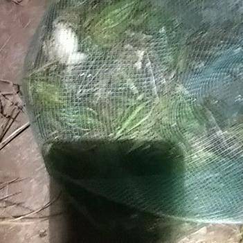 農產品批發供應商曹志平的青蛙養殖經——聚焦惠農網平臺的高效發展之路