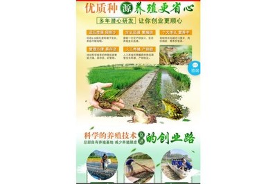 開魯養殖業 探索青蛙養殖新機遇，【蛙之道】加盟熱線助力產業升級