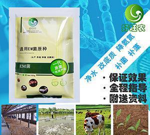 科學運用EM菌，開啟青蛙生態高效養殖新篇章